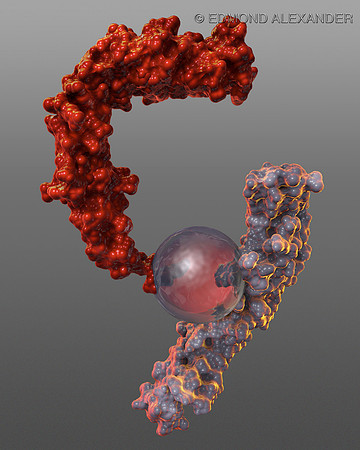 Factor IX