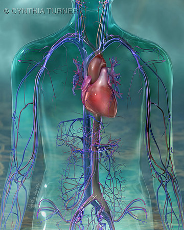 Human Circulatory System