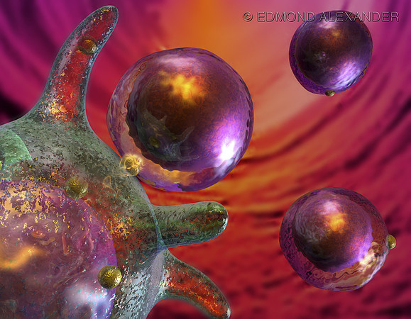 Immune Response Transfer