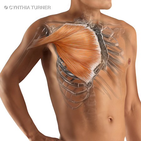 Pectoralis Major Muscle