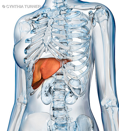 Anatomical Liver
