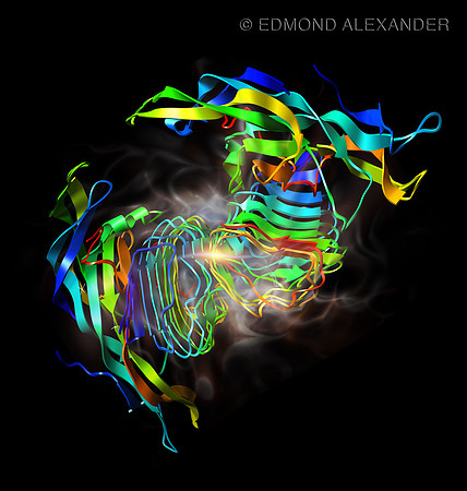 Follicle Stimulating Hormone