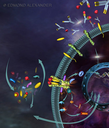 Antitumor Pathways (CNTO 328)