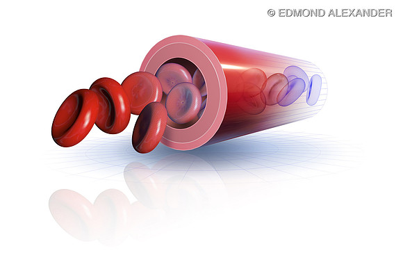 Blood Vessel and Red Blood Cells