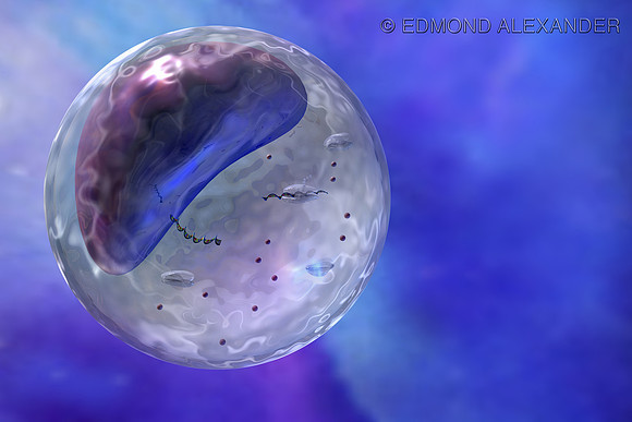 Ribosome Environment