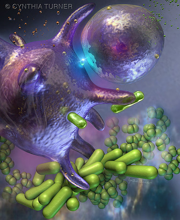 Immune Response