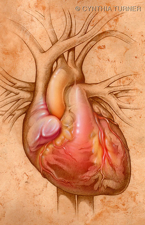 The Human Heart