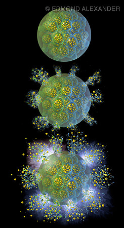 Granulating Mast Cell