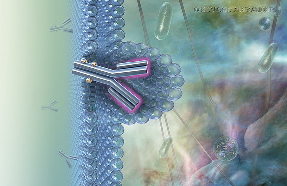 Monoclonal Antibody Encapsulation by Cell Membrane