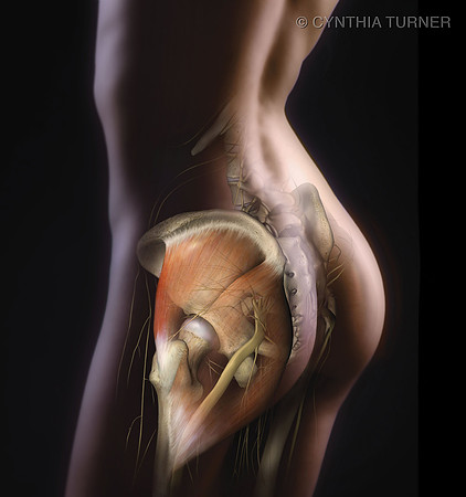 Gluteal Anatomy