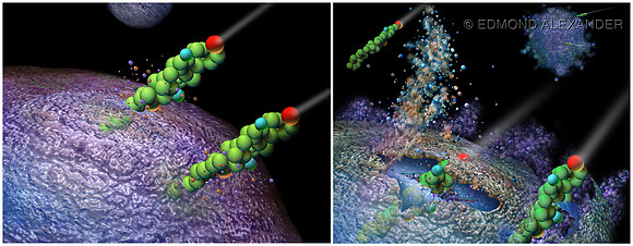 Inner Membrane Cell Destruction