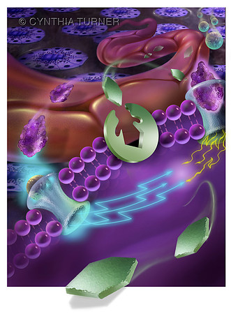 Diabetes and Inflammation