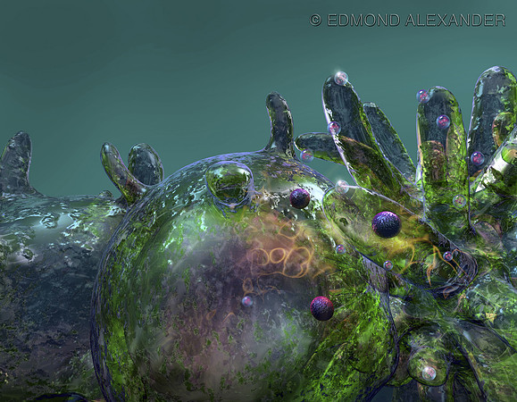 T Cell and Macrophages