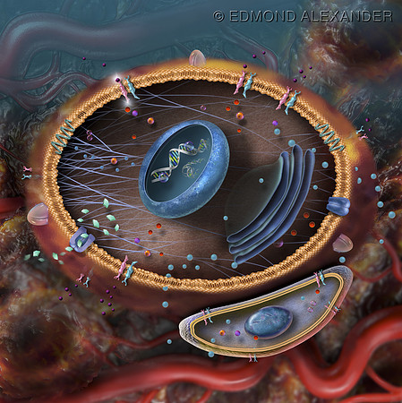 Intracellular Pathways