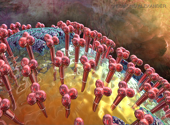 Swine Flu Virus