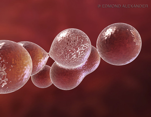 Bacterial Replication