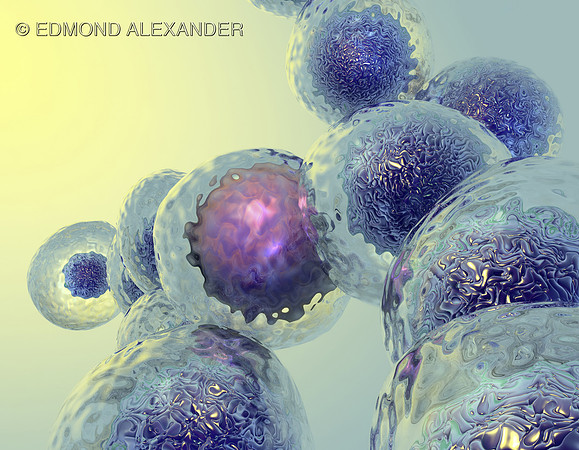 White Blood Cells