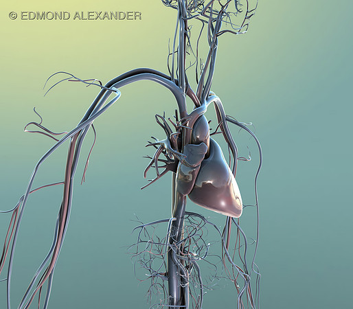 Circulatory System