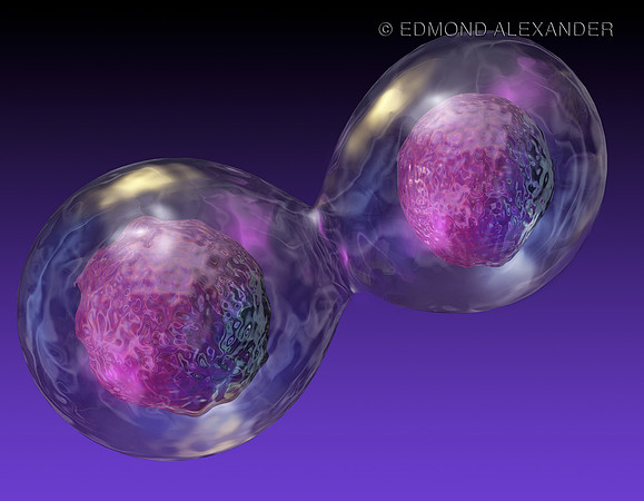 Cell Division