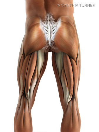 Posterior Leg Muscles