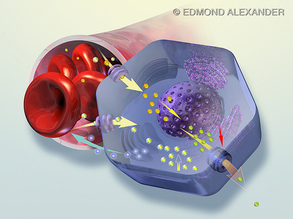 Hepatocyte Stress