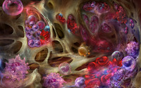 Bone Marrow